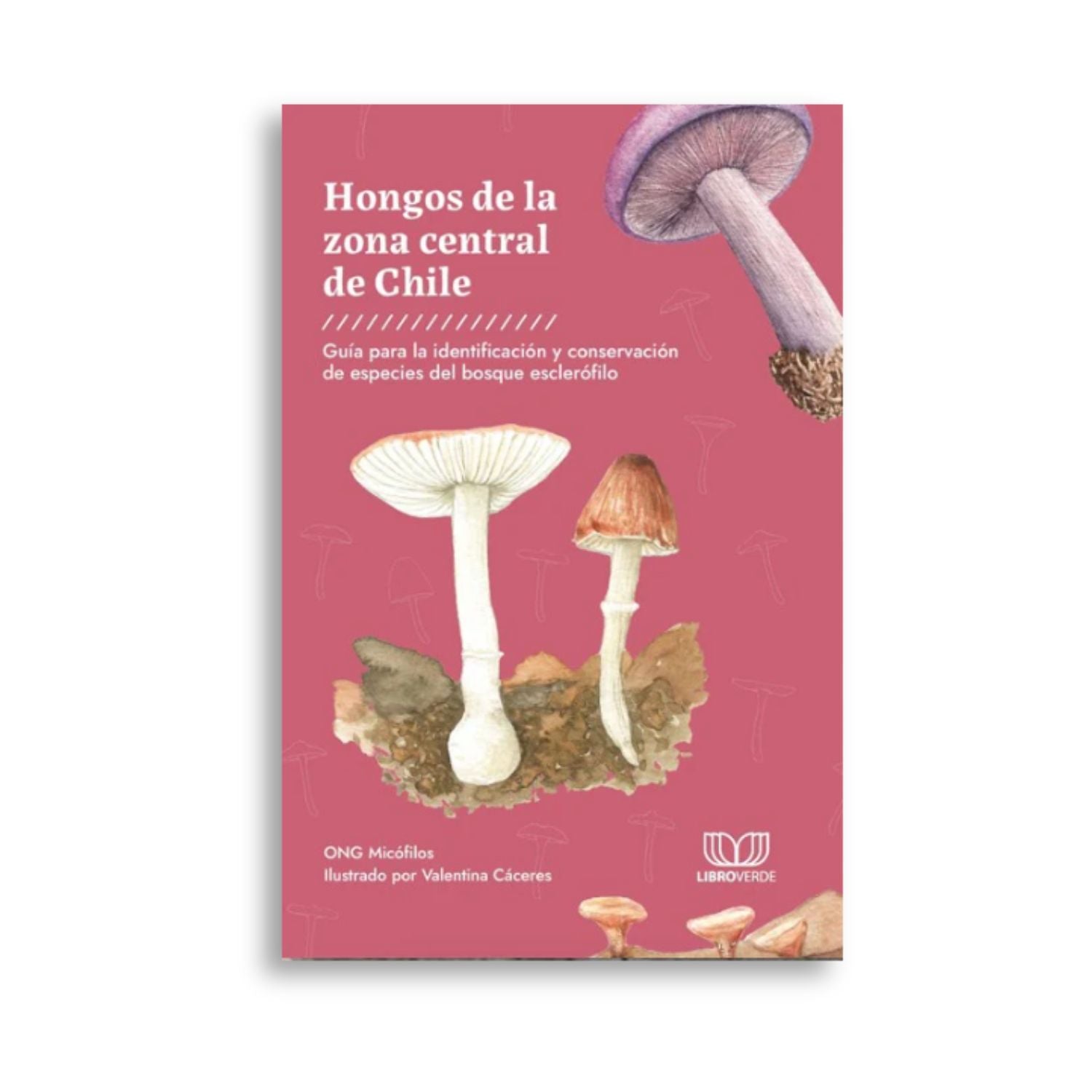 Hongos de la zona central de Chile – Bosquechileno