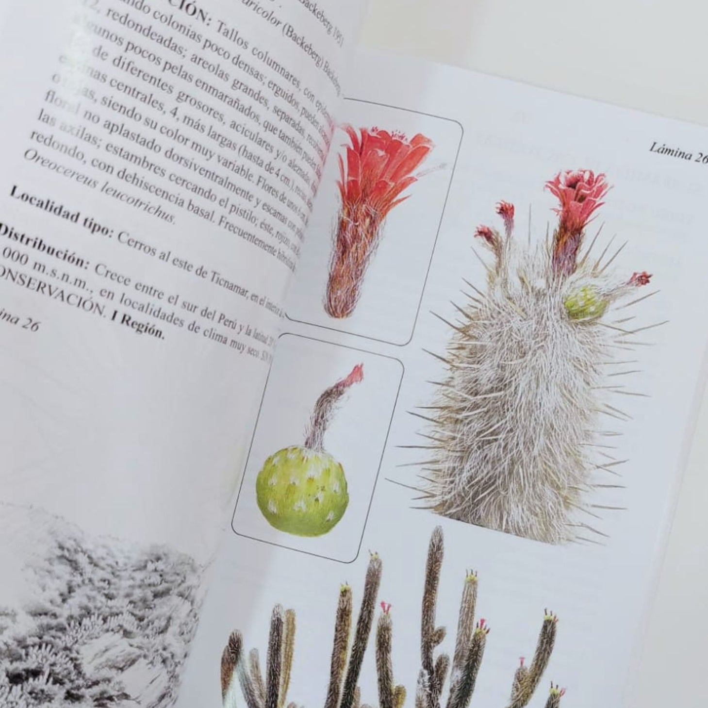 Cactáceas en la Flora silvestre de Chile - Adriana Hoffmann
