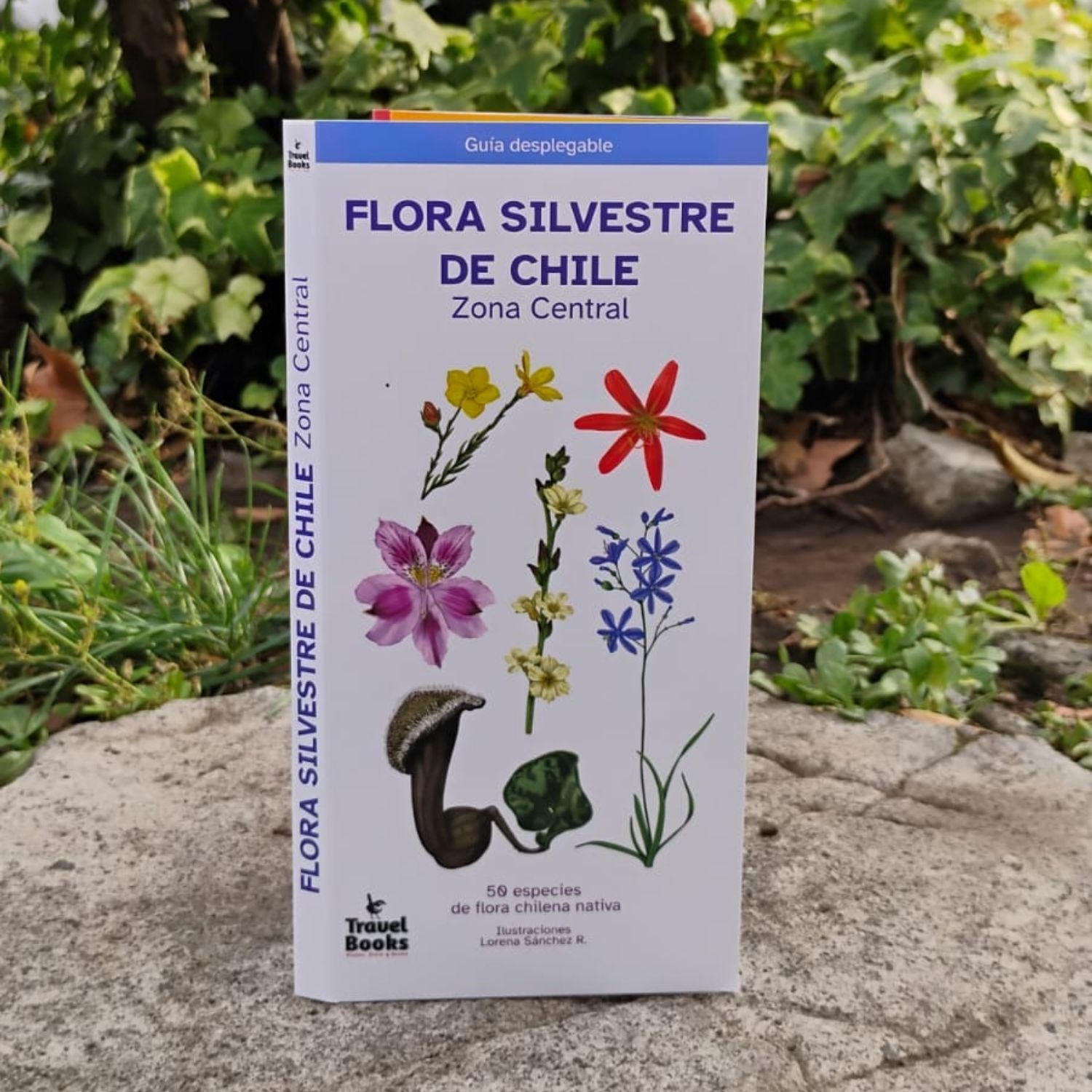 Guia de bolsillo - Flora silvestre zona central – Bosquechileno
