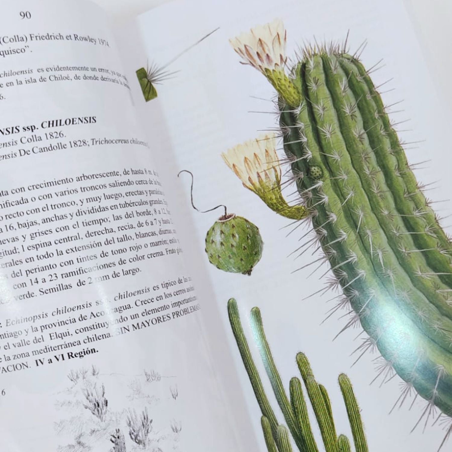 Cactáceas en la Flora silvestre de Chile - Adriana Hoffmann