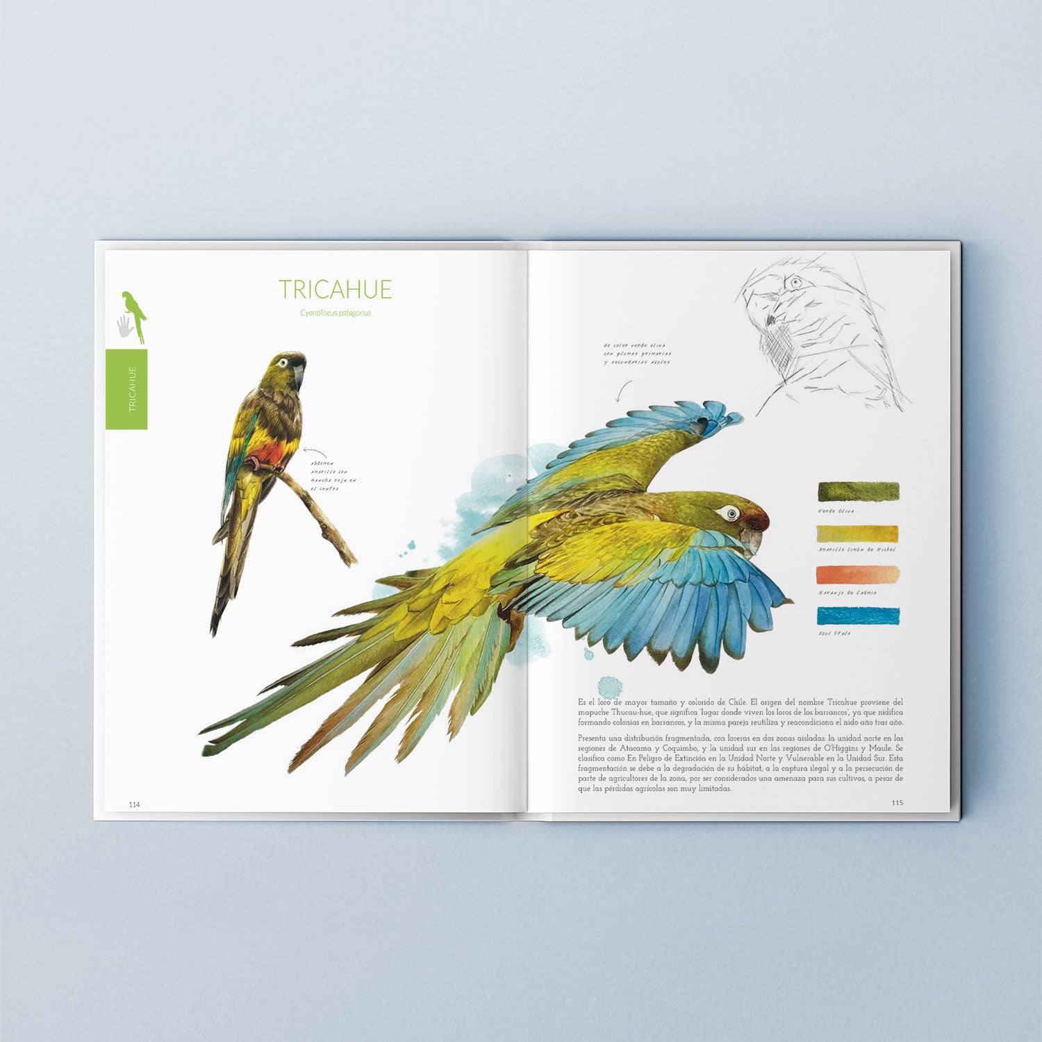 Aves de Chile: Colores al vuelo (tapa dura) - ENVÍO GRATIS