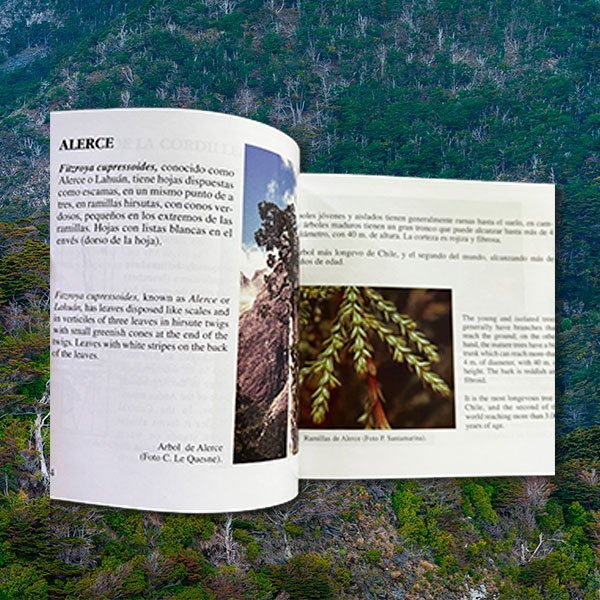 Árboles Nativos de Chile