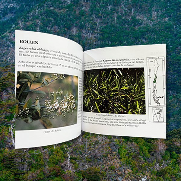 Árboles Nativos de Chile