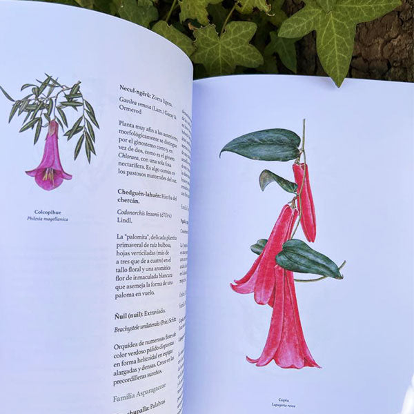 Botánica Indígena de Chile