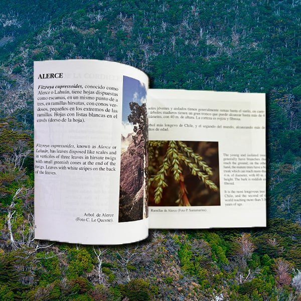 De Chincol a Jote - Aves chilenas imprescindibles