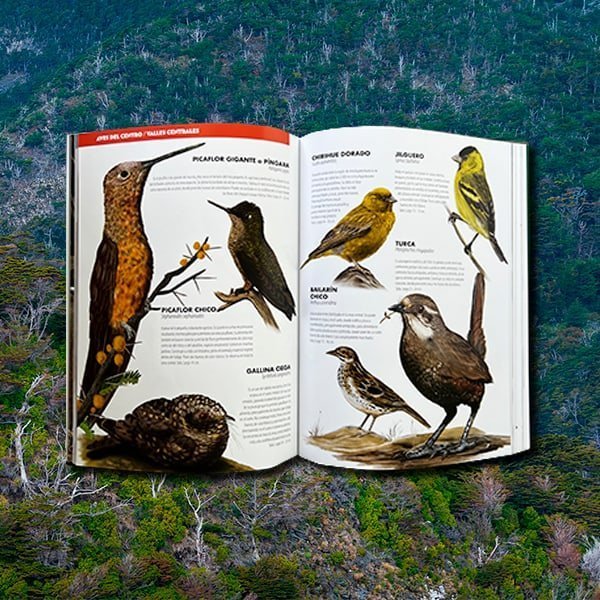 De Chincol a Jote - Aves chilenas imprescindibles