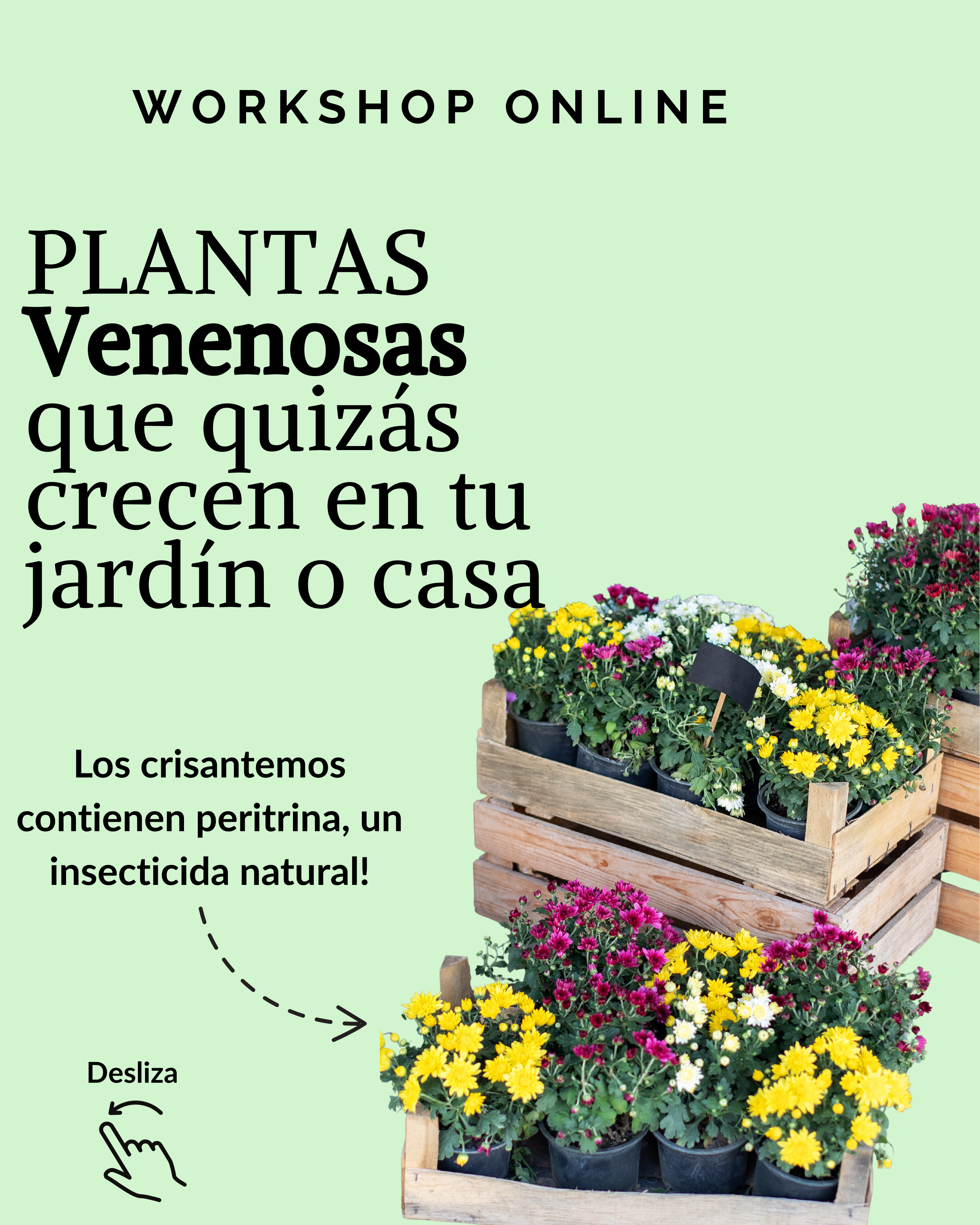 Workshop online: Plantas venenosas que quizás crecen en tu jardín o casa