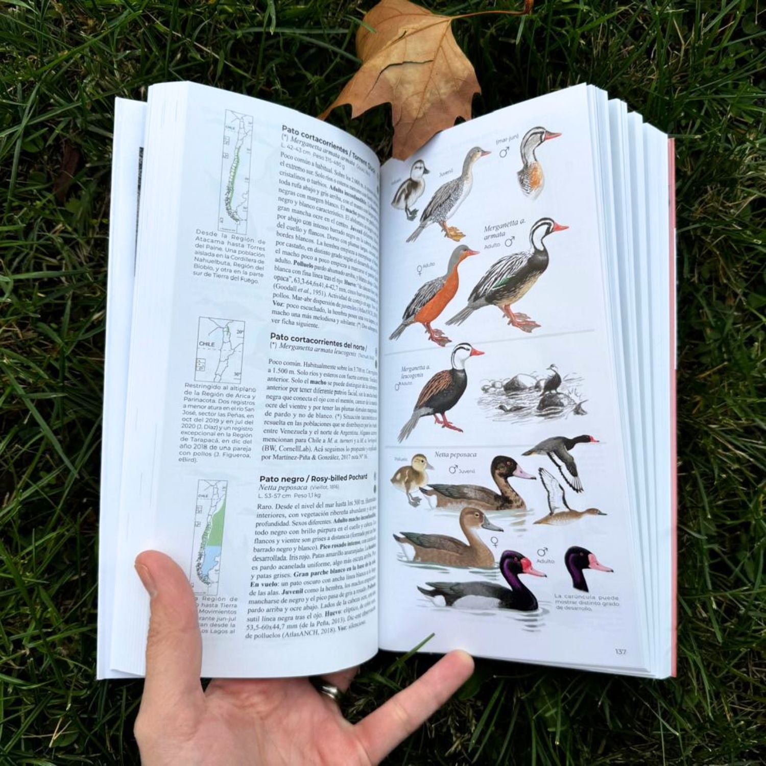 Aves de Chile - Daniel Martinez (Segunda edición)