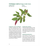 Libro Árboles de Chile - Segunda edición (Tapa dura)
