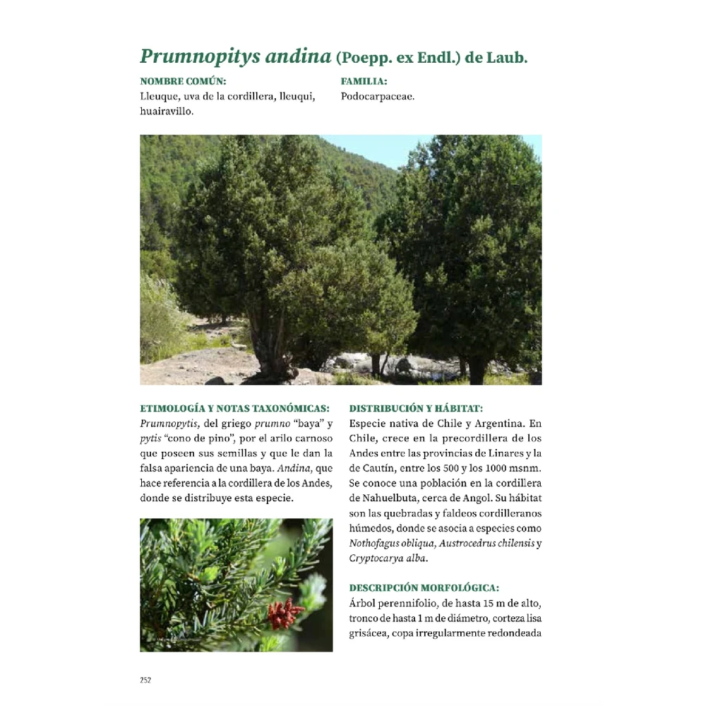 Árboles de Chile - Segunda edición (Tapa dura)