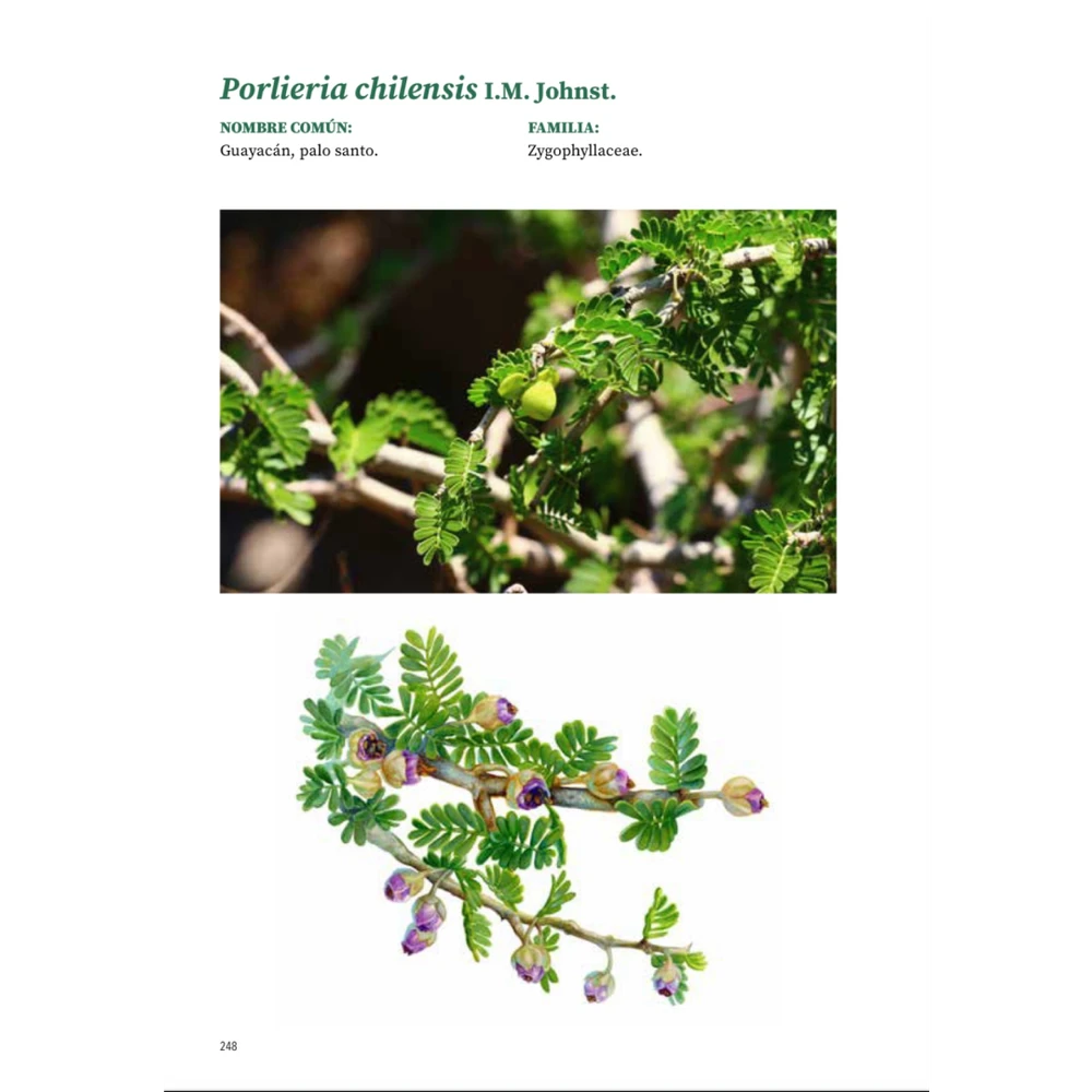 Árboles de Chile - Segunda edición (Tapa dura)