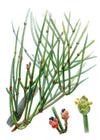 Plantas medicinales nativas de Chile