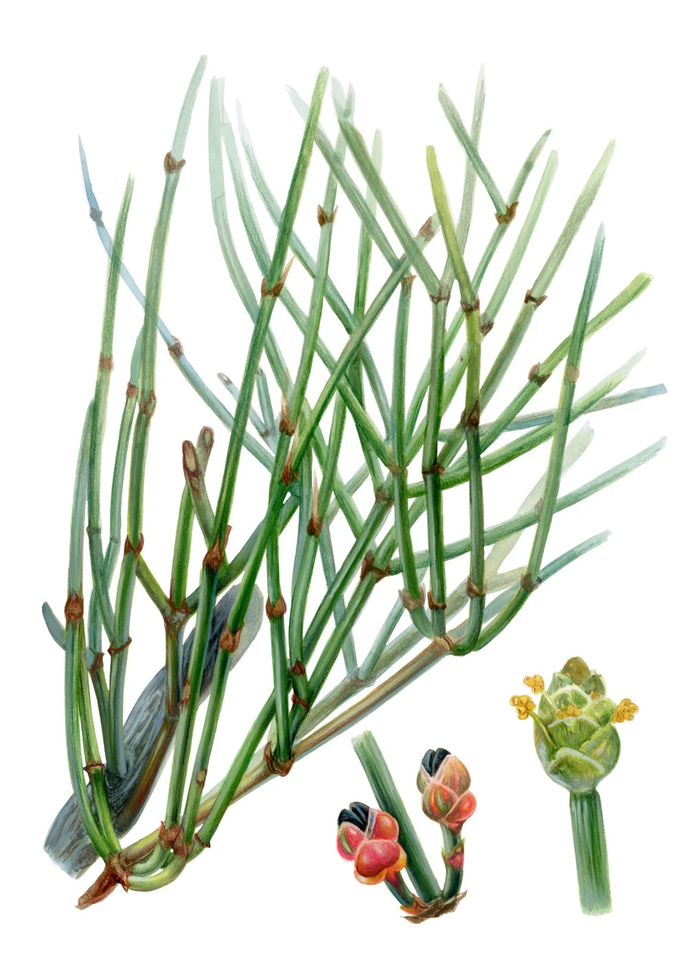 Plantas medicinales nativas de Chile