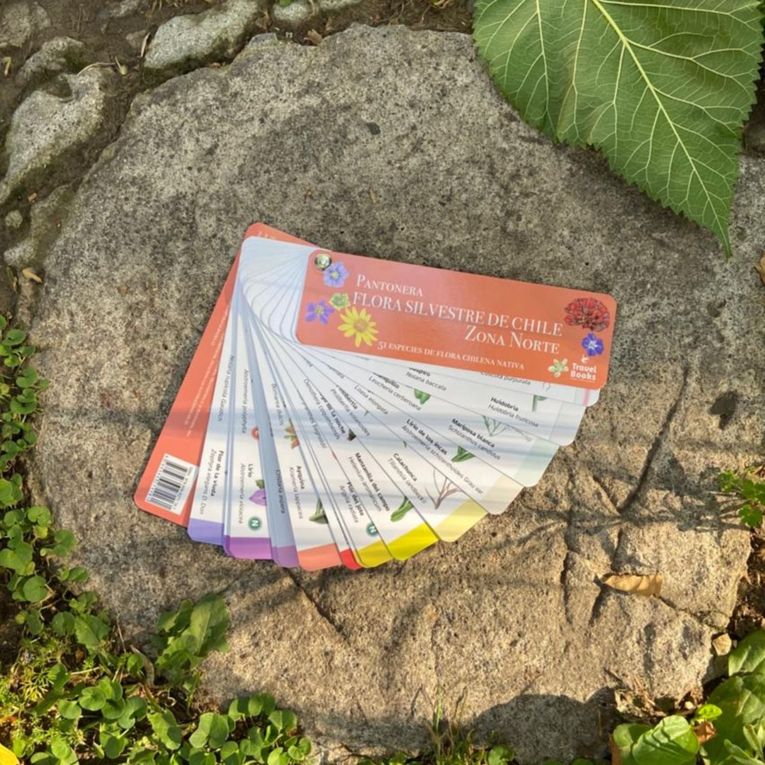 Pantonera Flora Silvestre Zona Norte