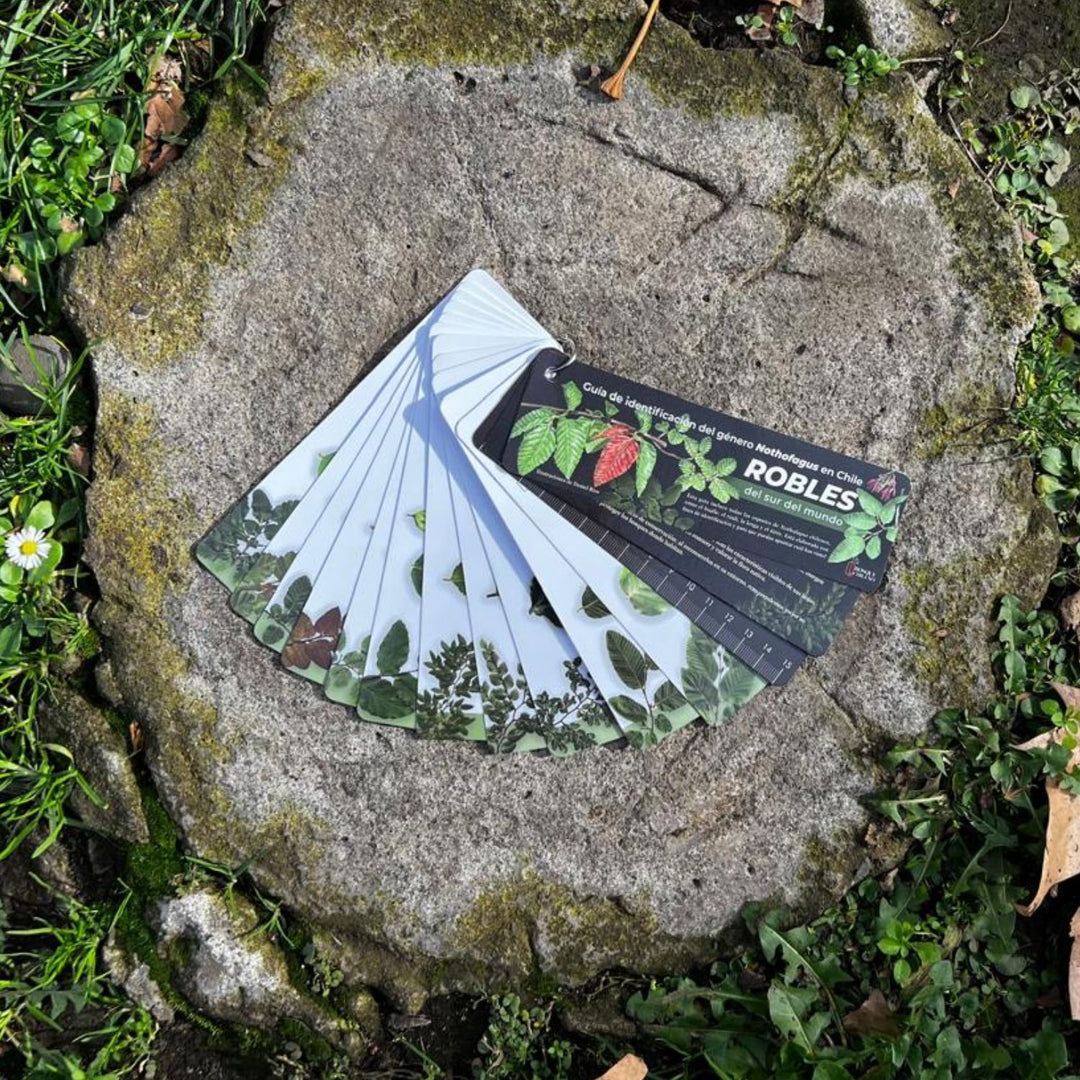 Pantonera Robles del sur del mundo - Guía de identificación del género Nothofagus en Chile