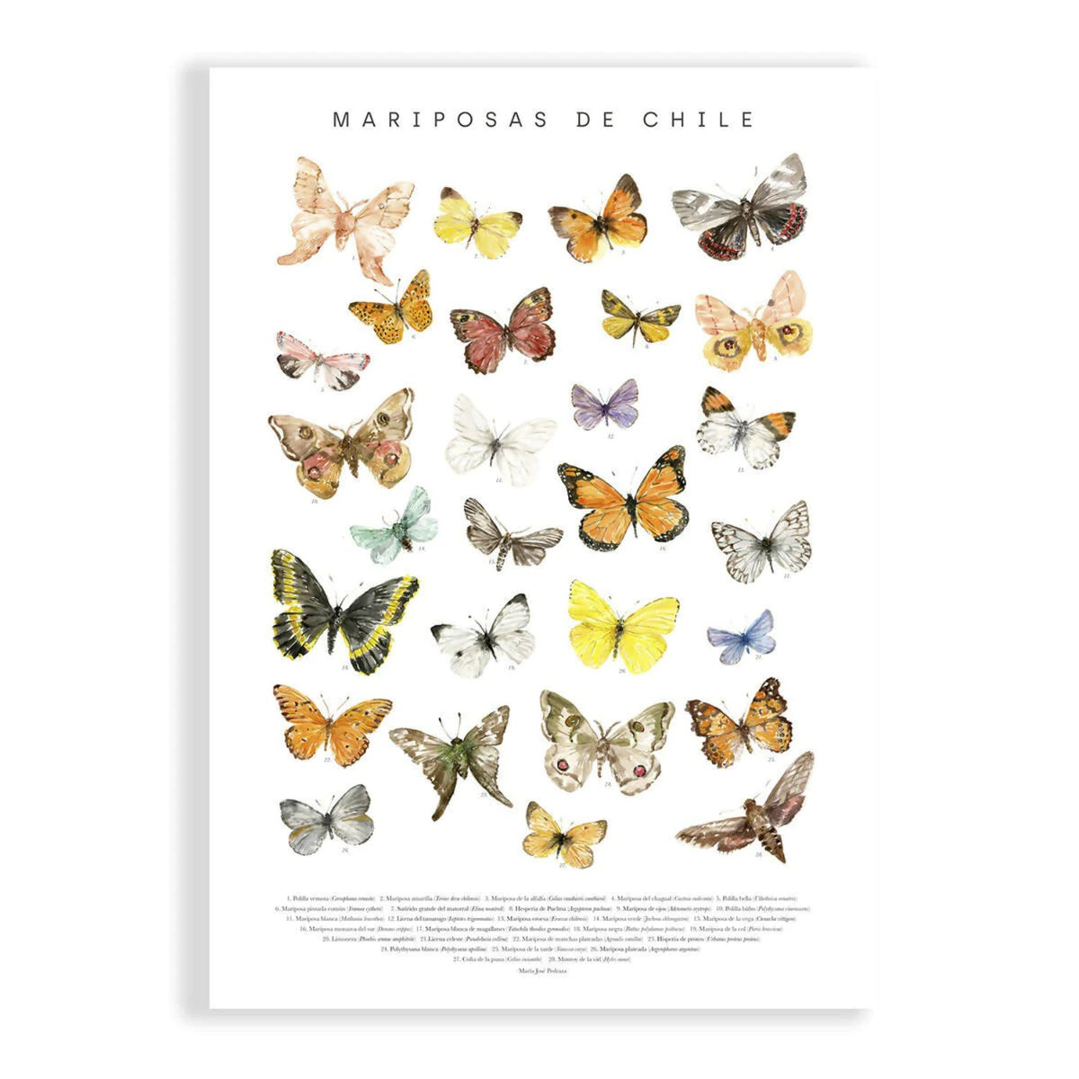 Mariposas de Chile (lámina)