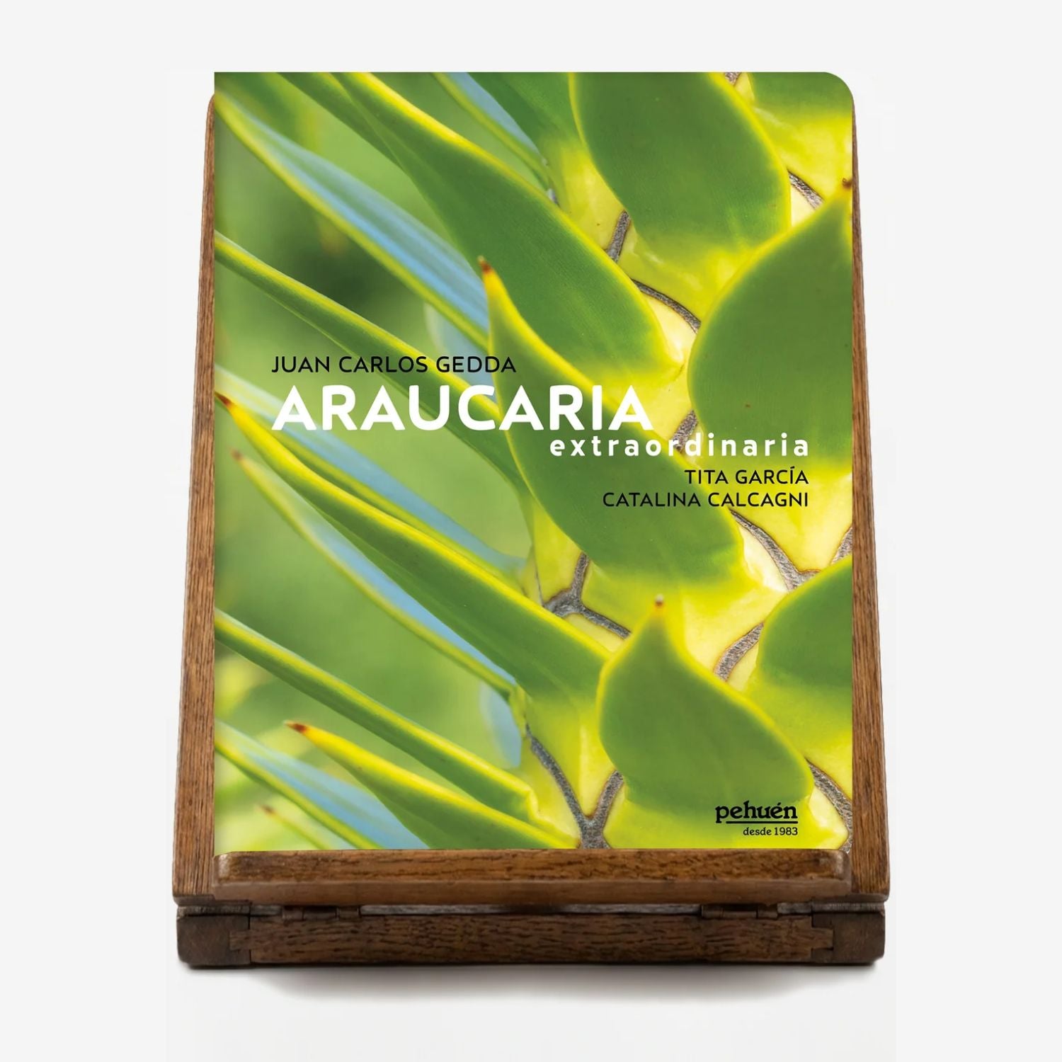 Araucaria extraordinaria