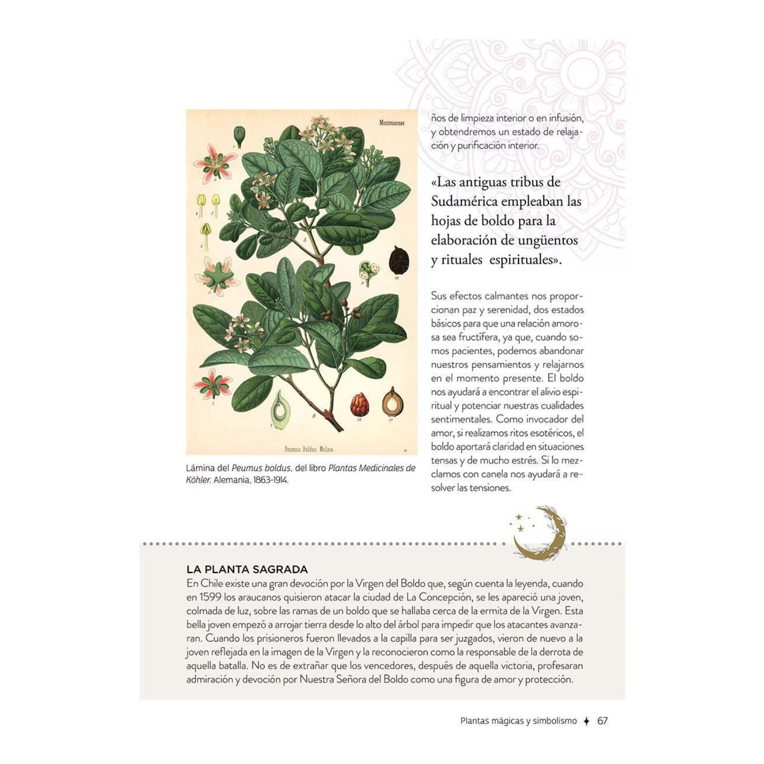 Plantas con poderes mágicos