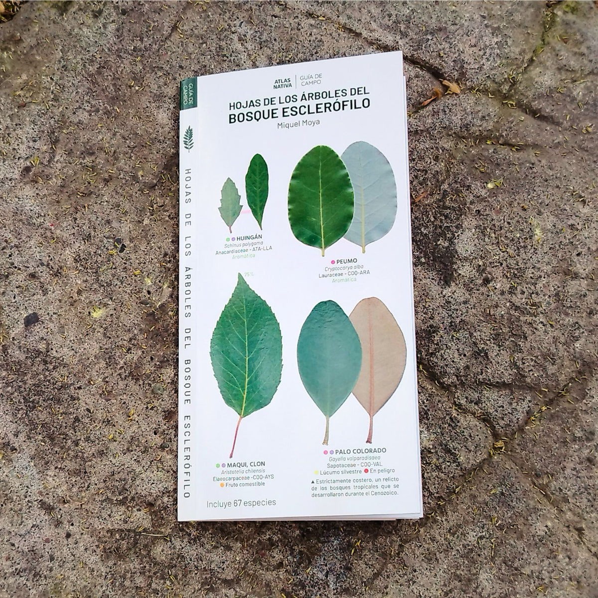 Guía de bolsillo - Hojas de los árboles de bosque esclerófilo