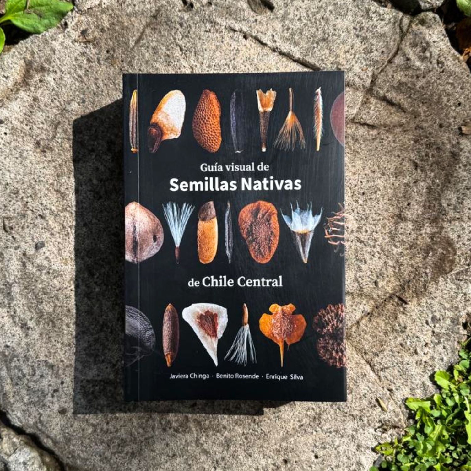 Guía visual de semillas nativas de Chile central