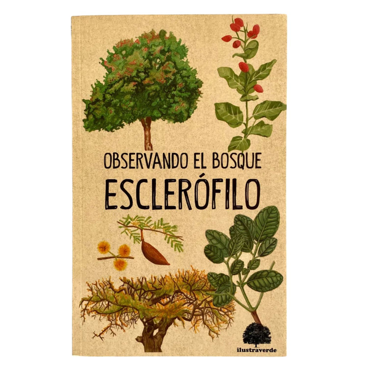 Observando el bosque esclerófilo