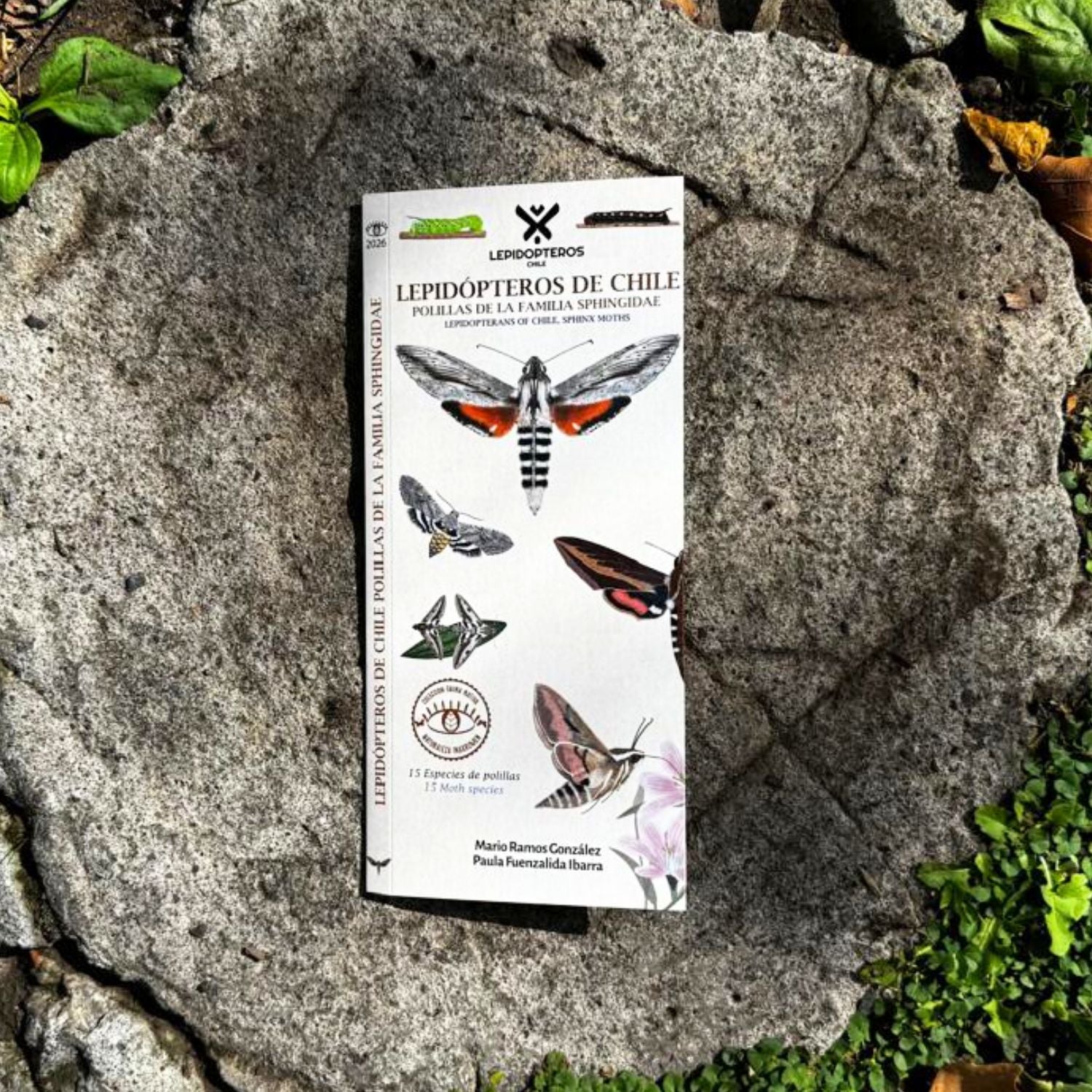 Guia de bolsillo - Lepidopteros (familia sphingidae)