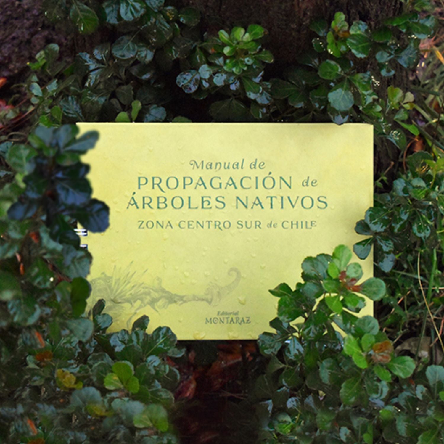Manual de propagación de árboles nativos de Chile