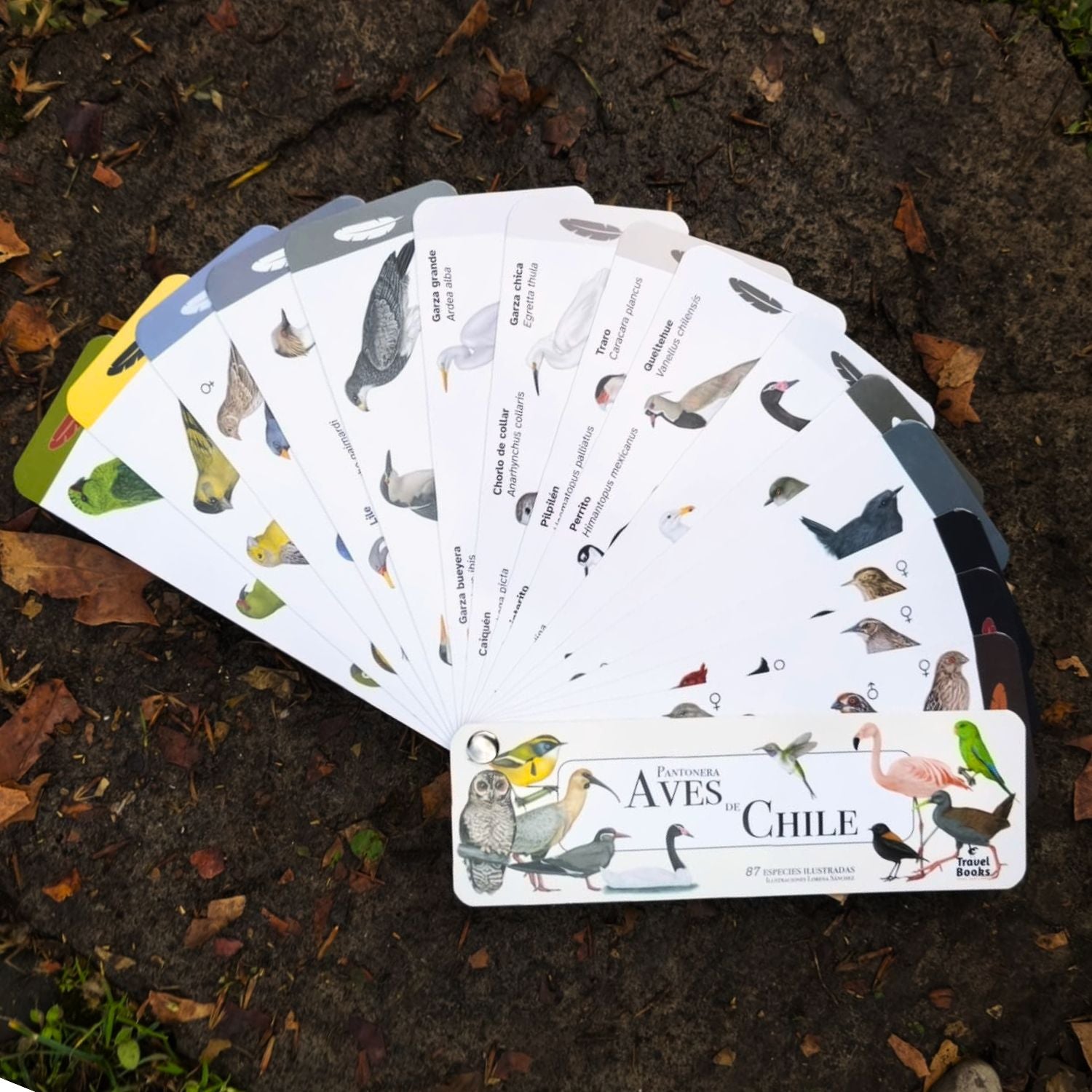 Pantonera Aves de Chile (87 especies)