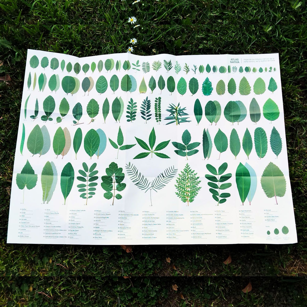 Lámina de identificación de Hojas Atlas Nativas
