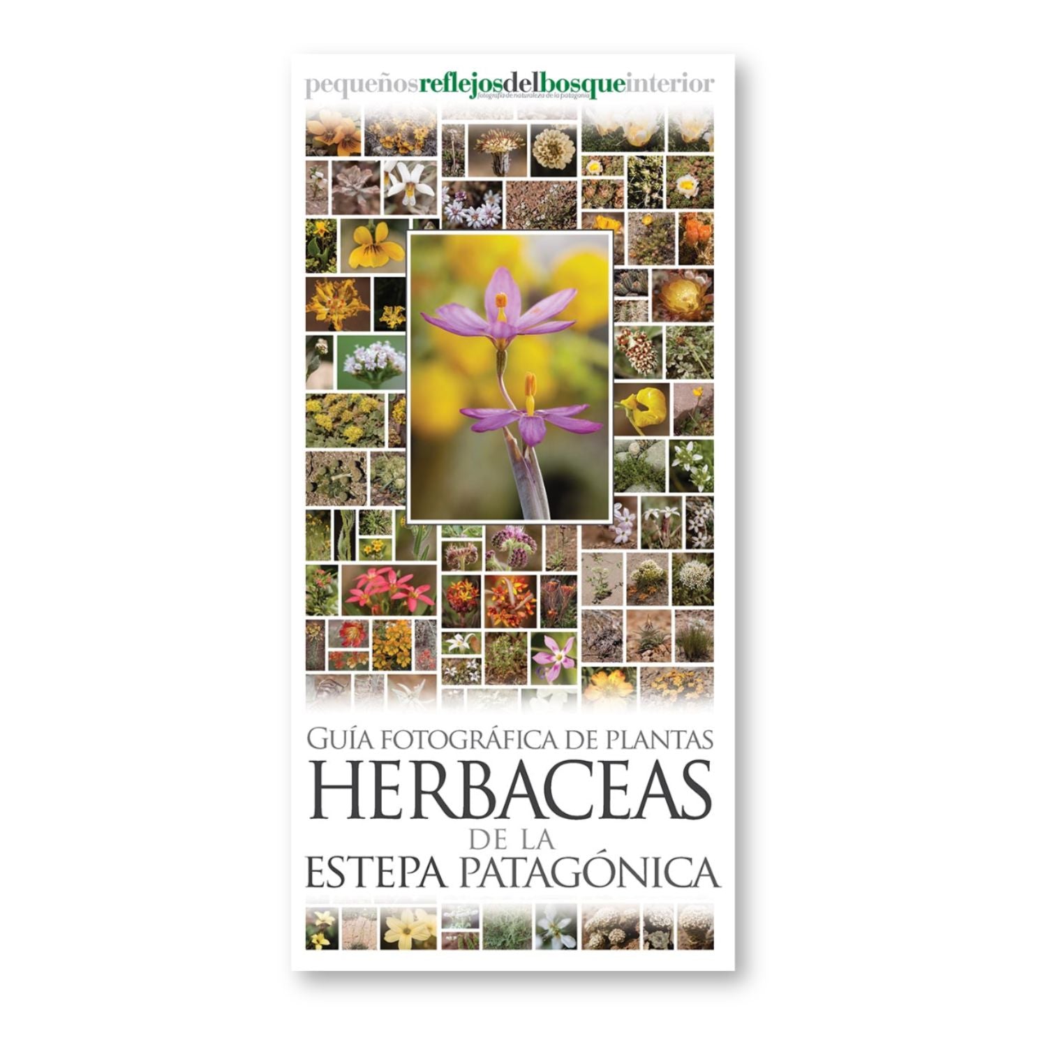 Guía fotográfica de plantas herbáceas de la estepa patagónica