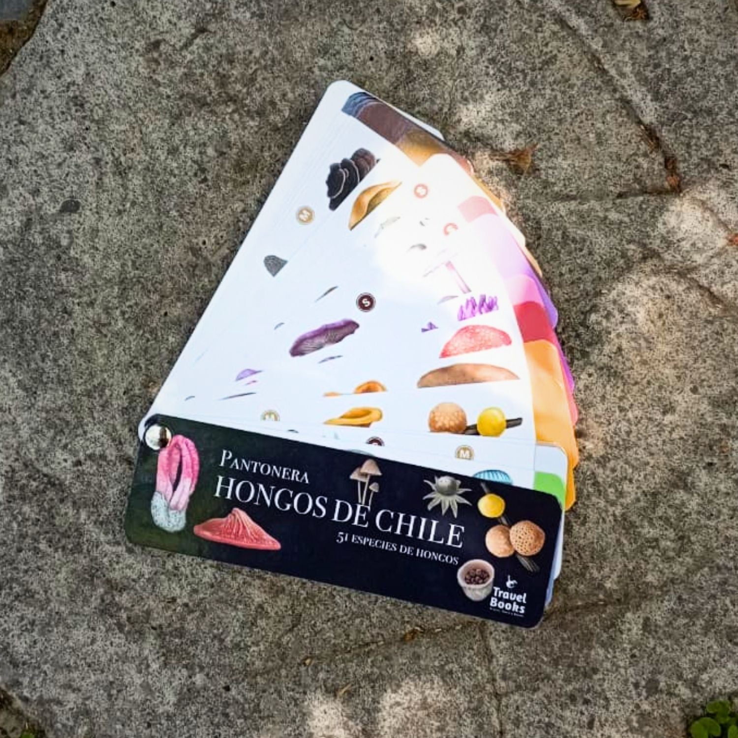 Pantonera Hongos de Chile (51 especies)