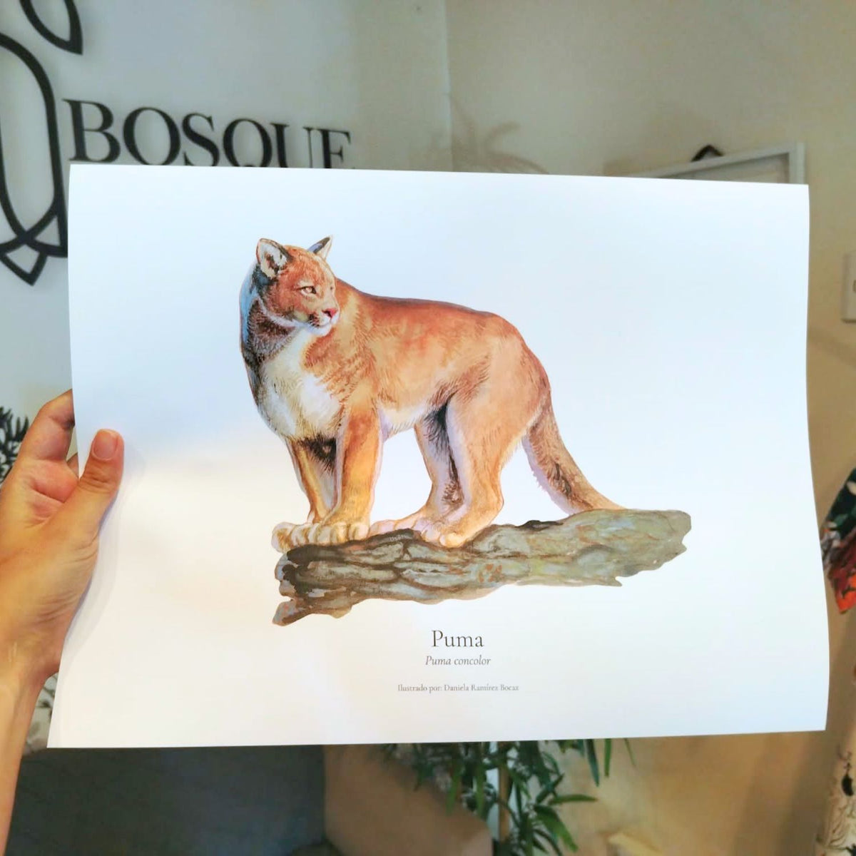 Lámina ilustrada fauna Bosque Chileno 30x40 cm
