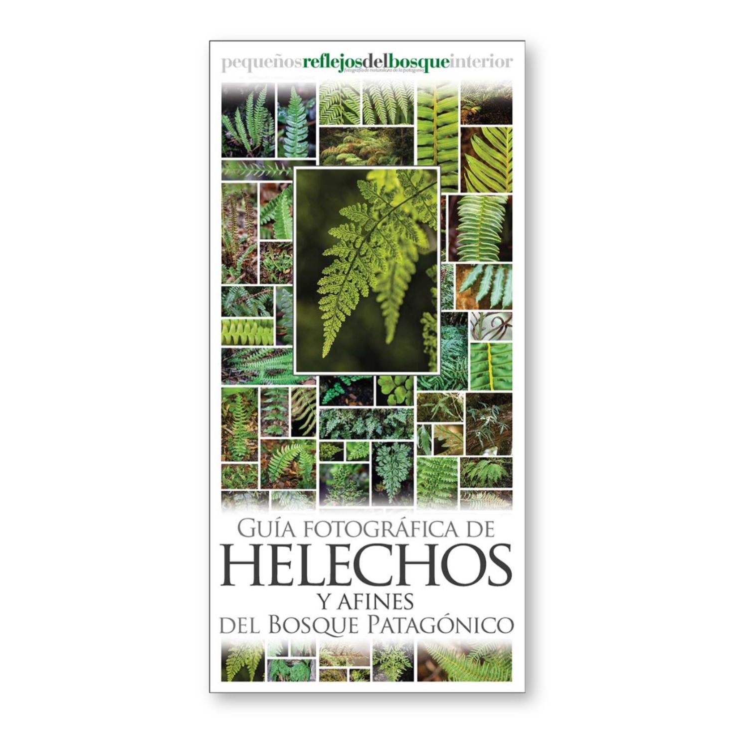 Guía fotográfica de helechos y afines del bosque patagónico