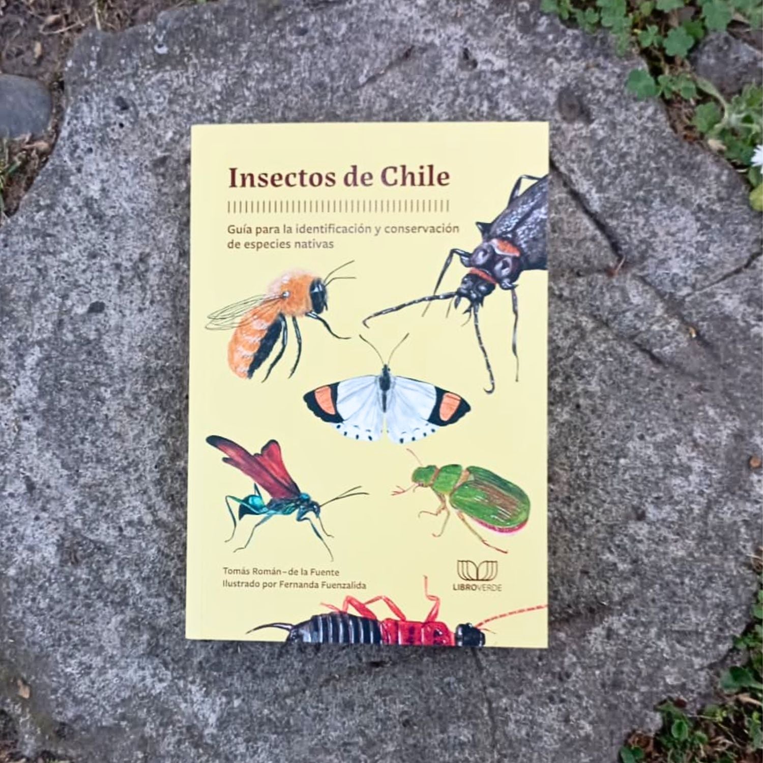 Insectos de Chile. Guía para la identificación y conservación de especies nativas