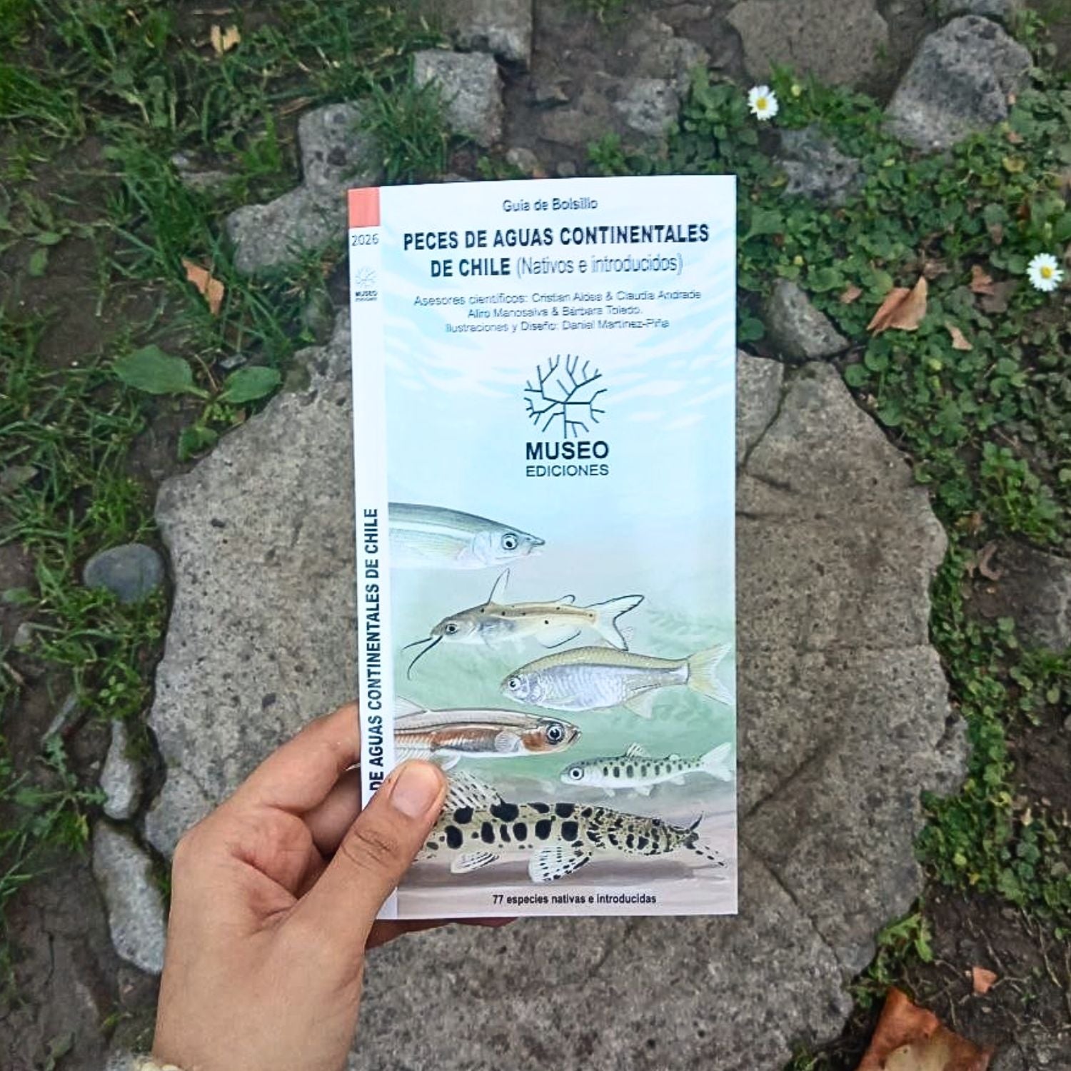 Guía de bolsillo - Peces de aguas continentales de Chile (Nativos e Introducidos)
