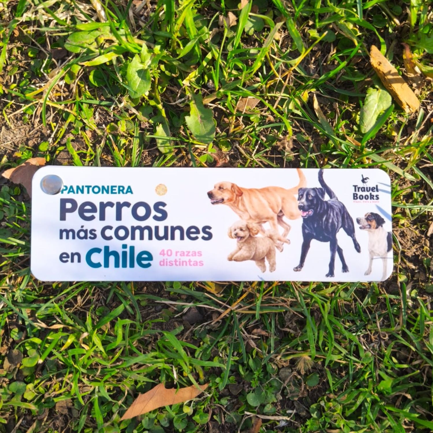 Pantonera Perros más comunes de Chile