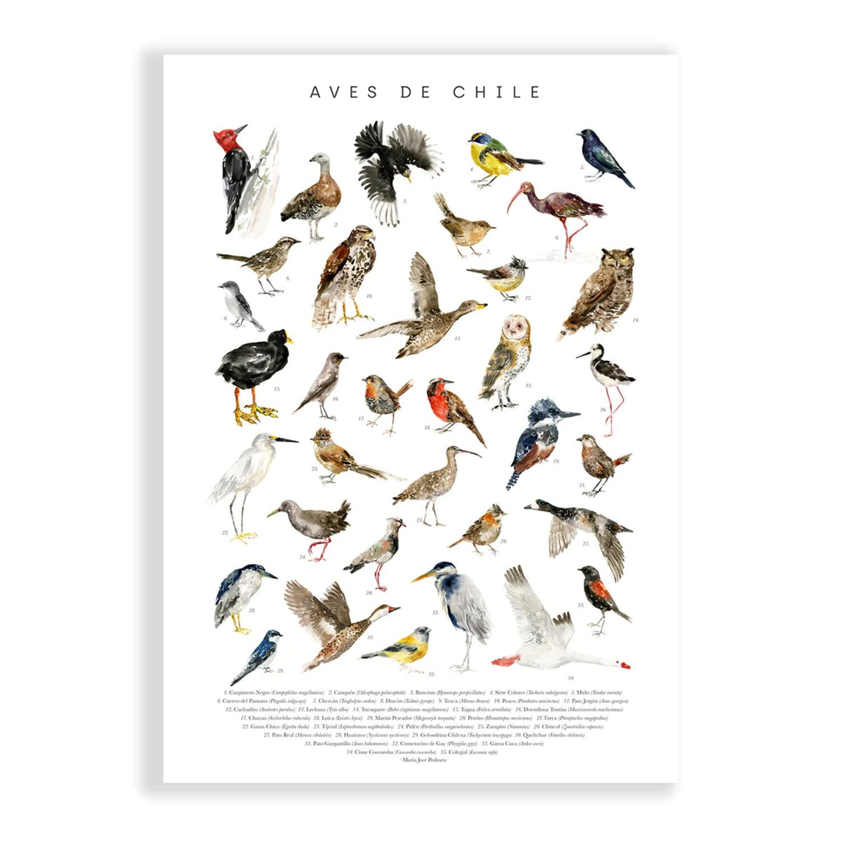 Aves de Chile (lámina)