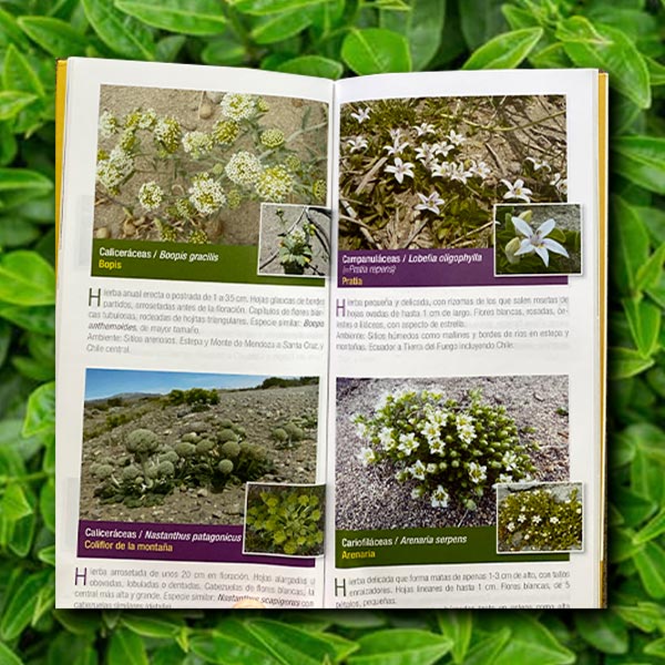 Guía de Identificación de Flores de la Estepa - Patagonia