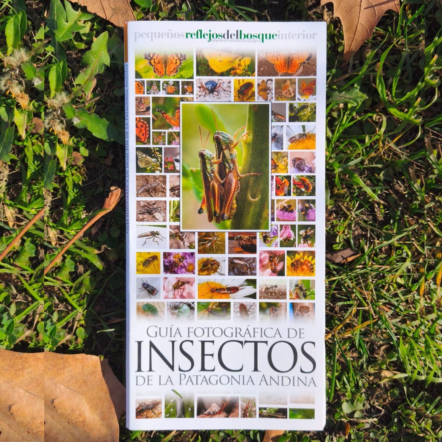 Guía fotográfica de insectos de la Patagonia Andina