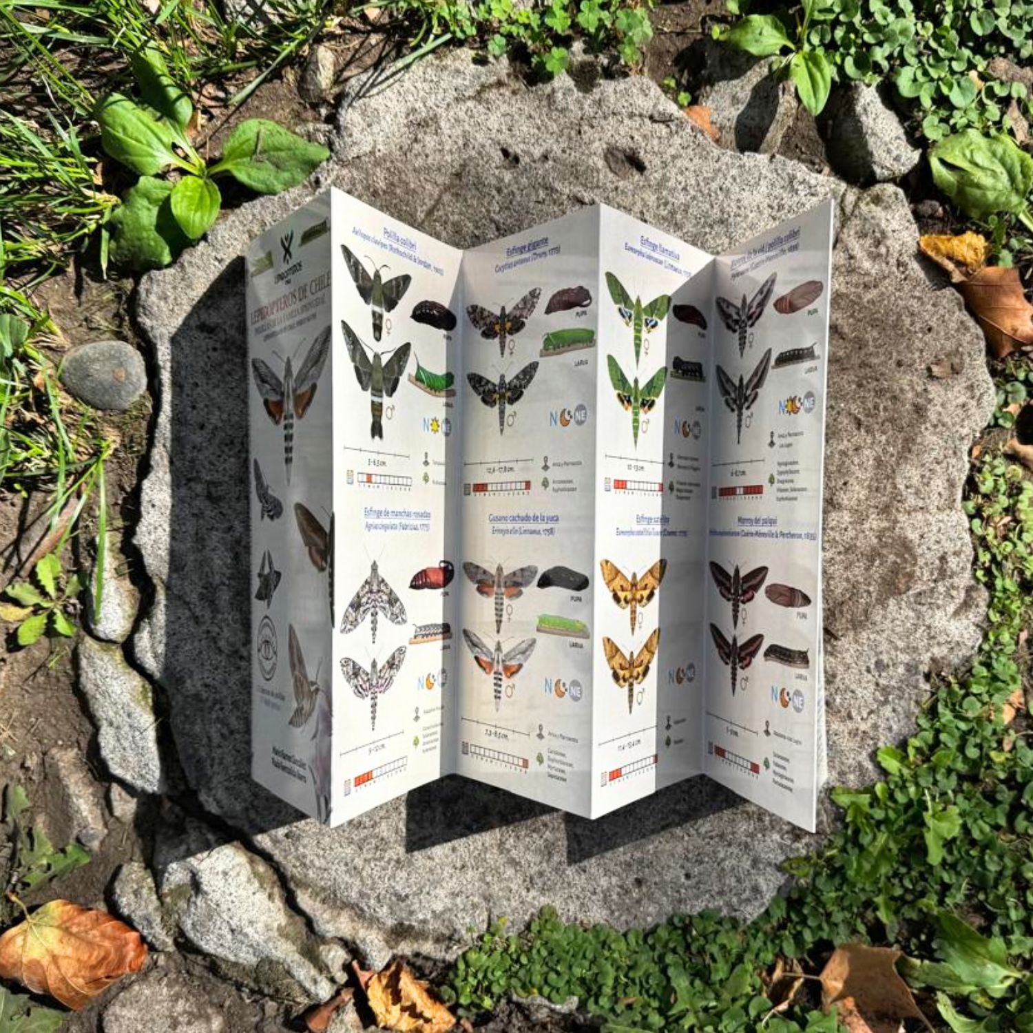 Guia de bolsillo - Lepidopteros (familia sphingidae)