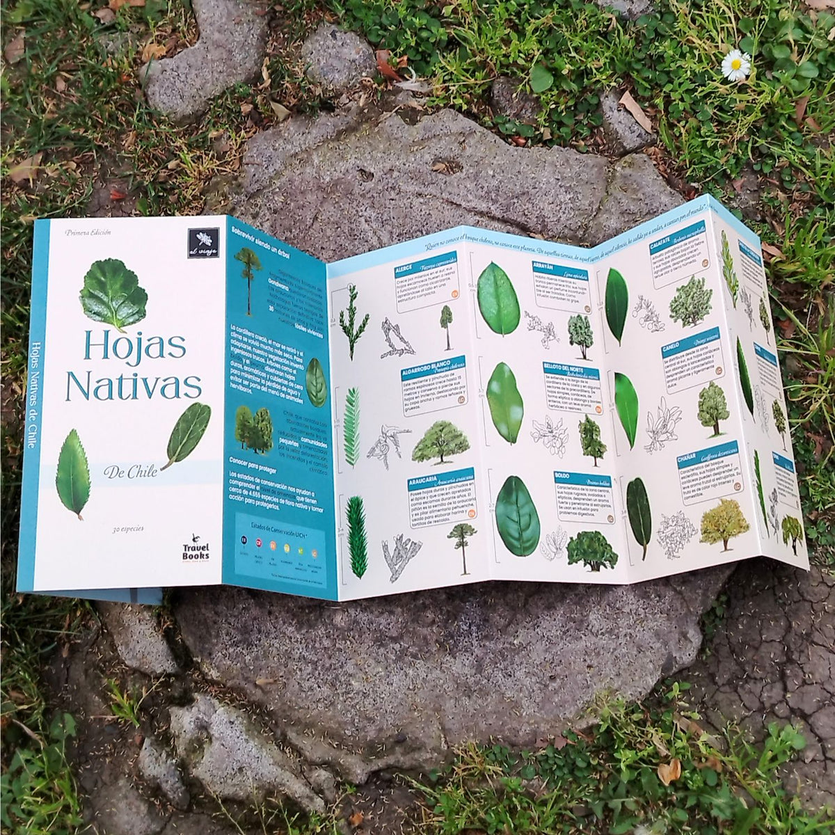 Guía de bolsillo - Hojas nativas de Chile