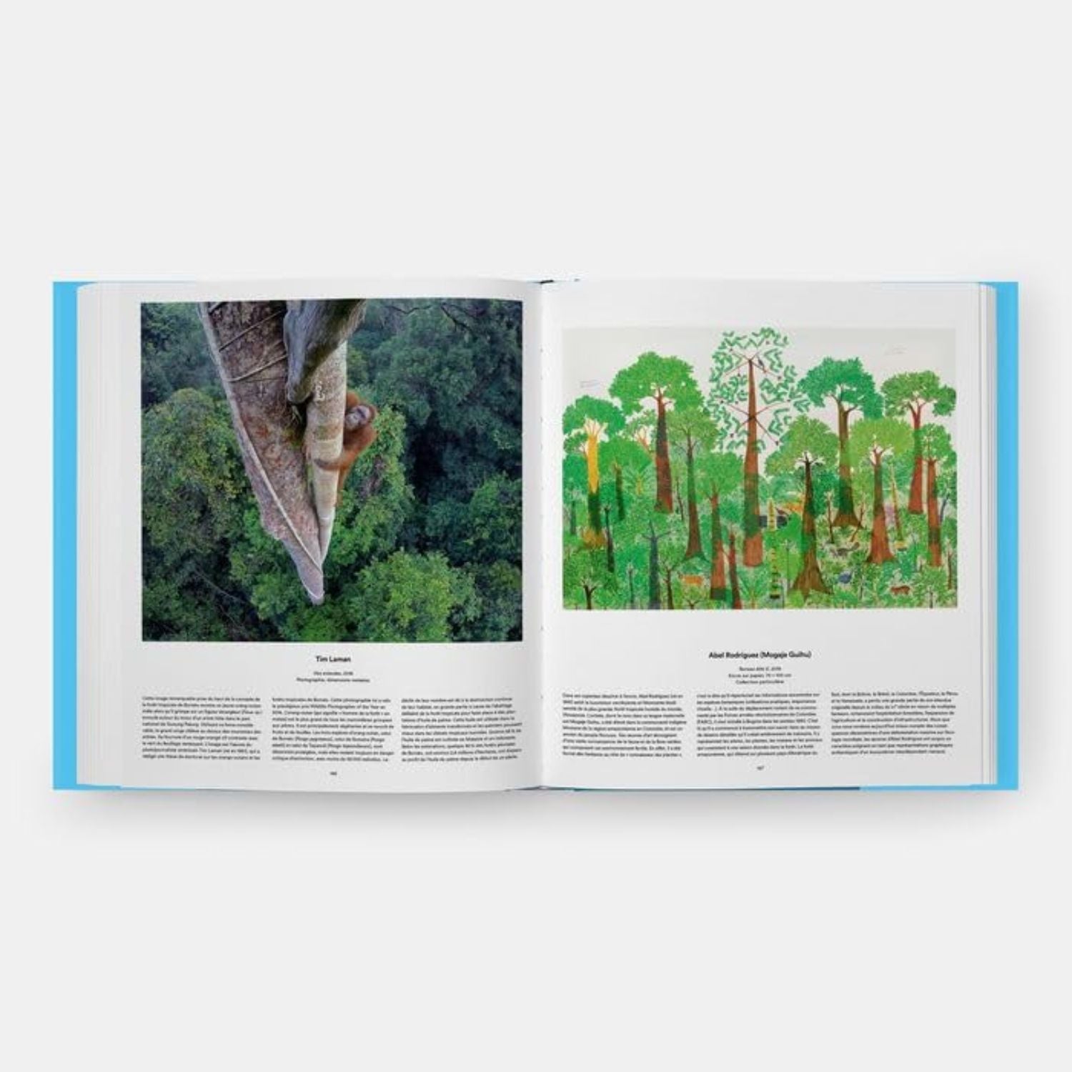 Árboles: una exploración de su mundo de la raíz a la copa