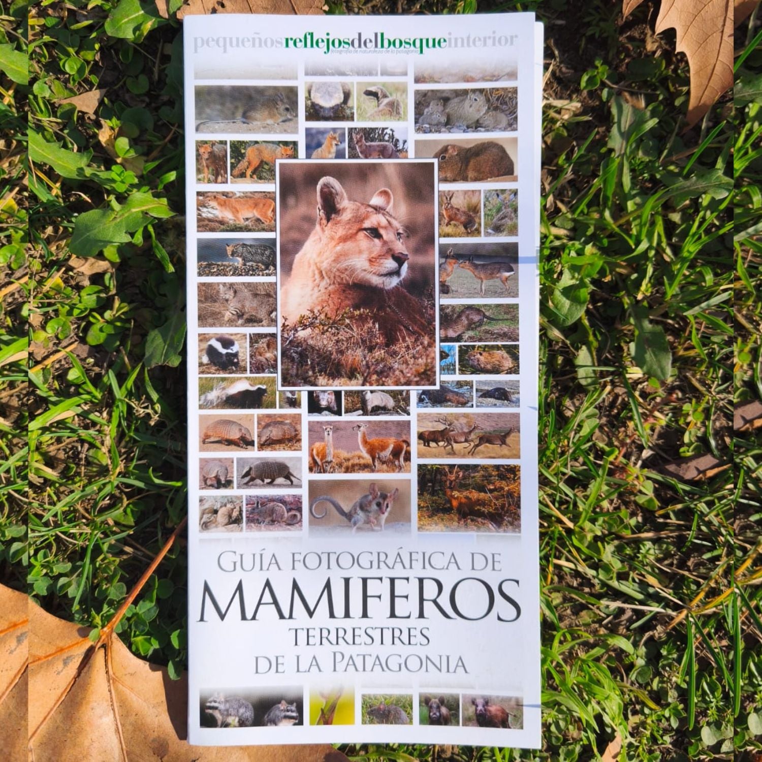 Guía fotográfica de mamíferos terrestres de la Patagonia