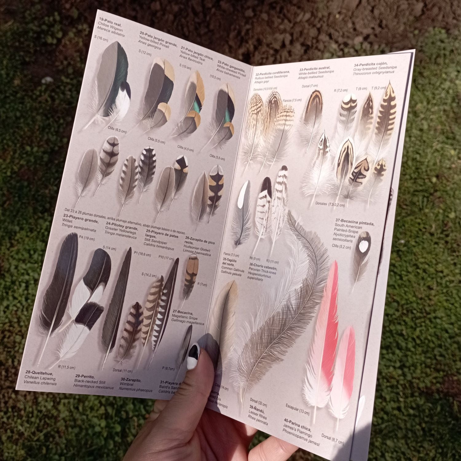 Guía de Bolsillo - Plumas de las Aves de Chile