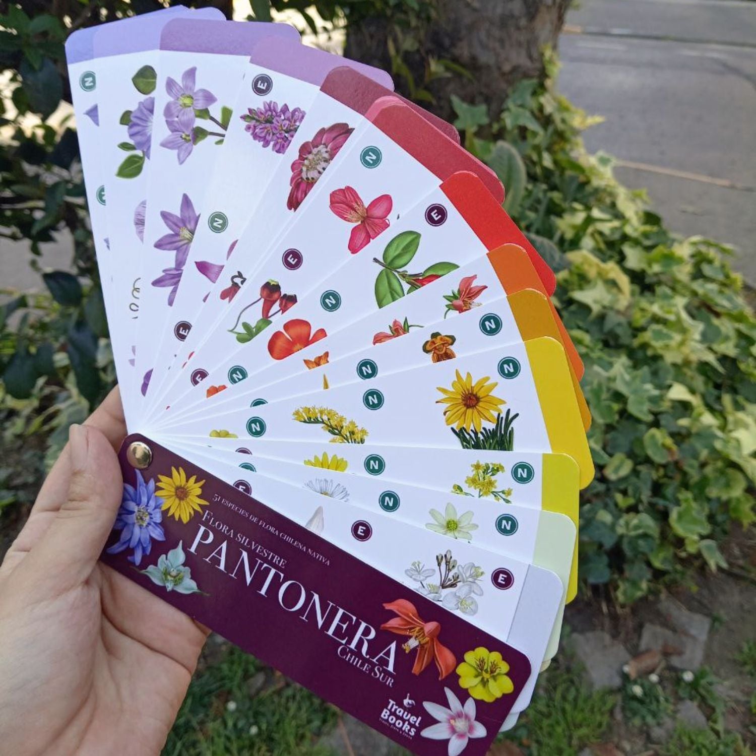 Pantonera Flora Silvestre Zona Sur