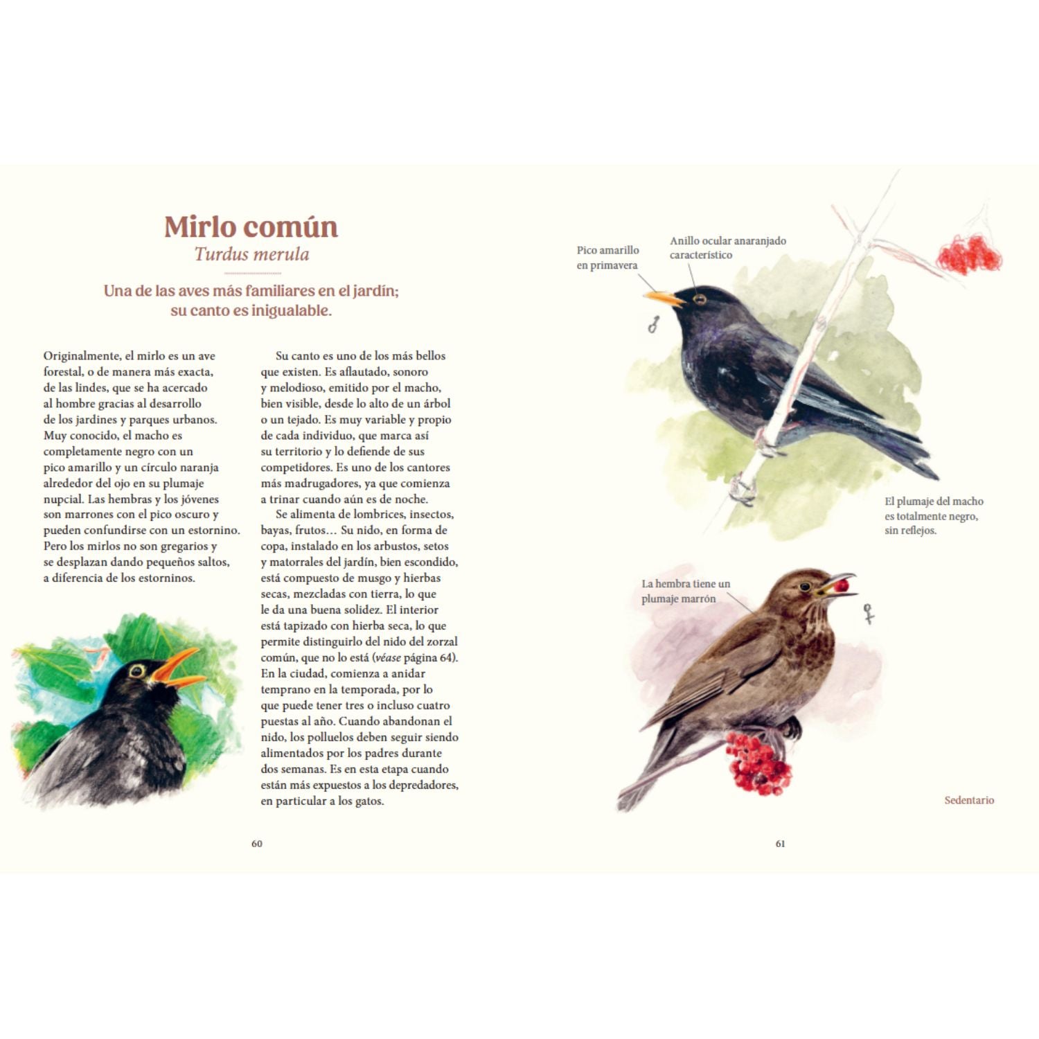 Aves de Nuestros Jardines, Ciudades y Pueblos