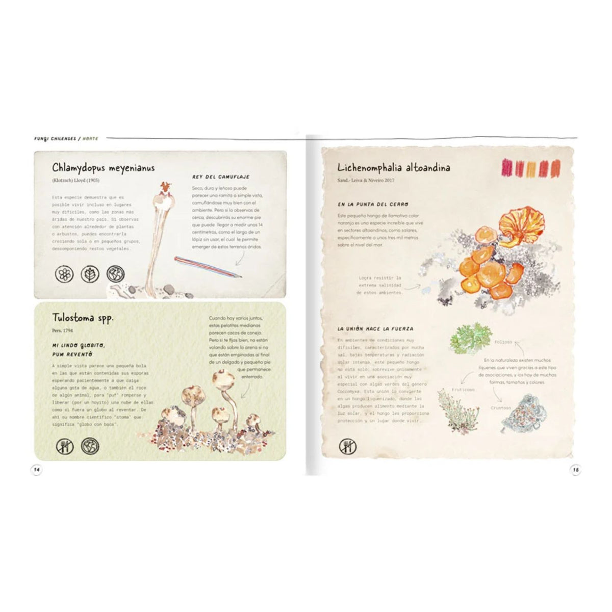 Fungi chilenses