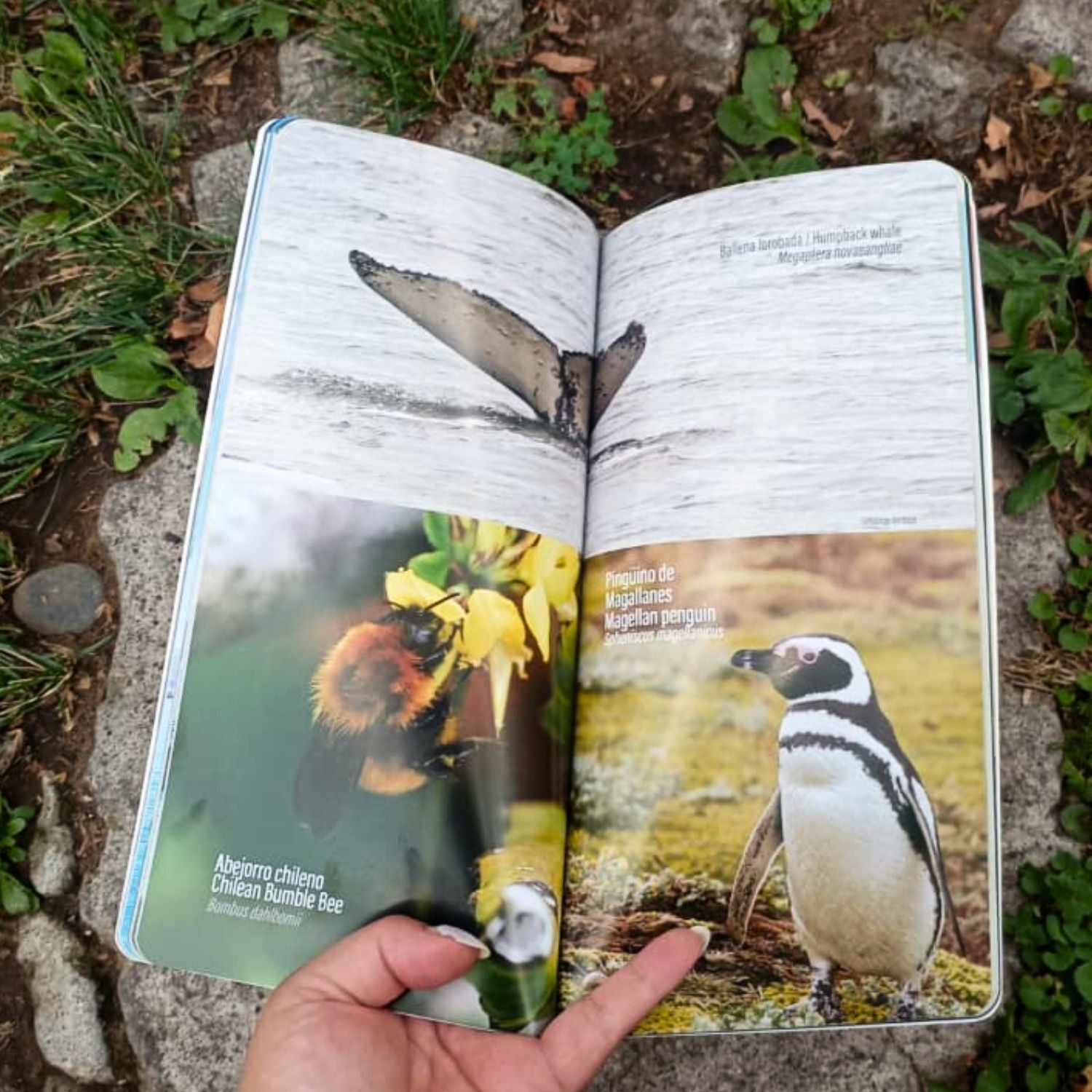 Guía de Campo de la flora, fauna y funga de la Patagonia