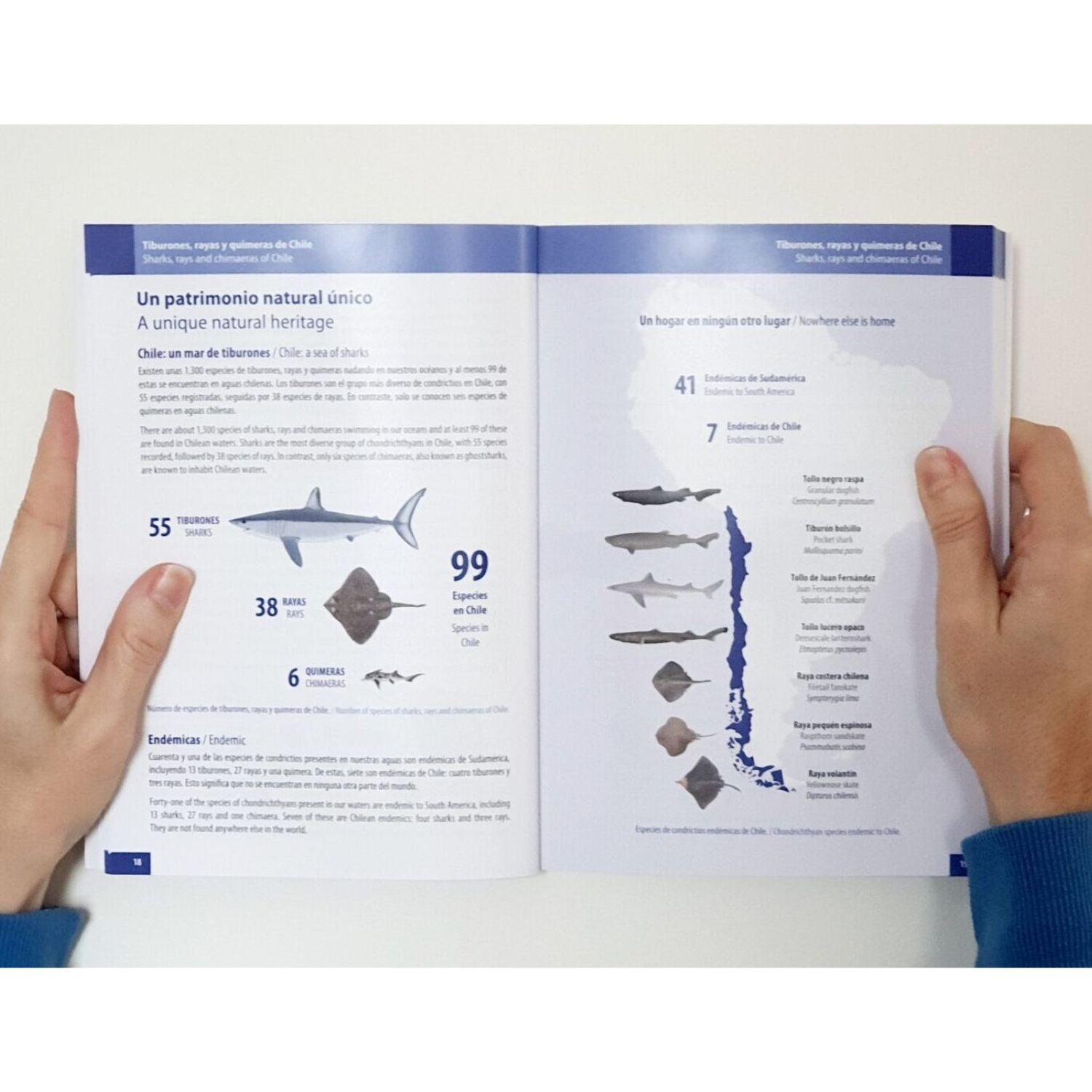 Tiburones, rayas y quimeras de Chile