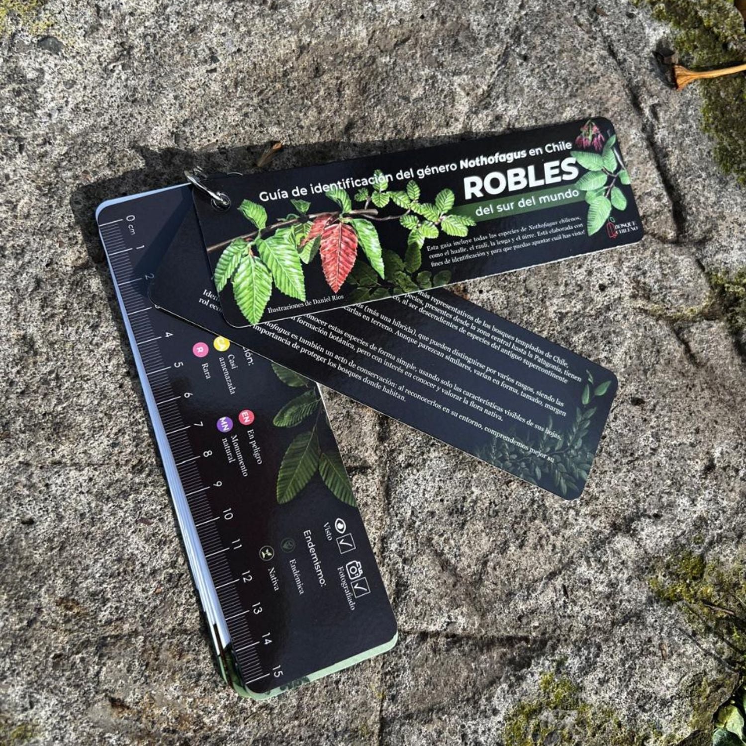 Pantonera Robles del sur del mundo - Guía de identificación del género Nothofagus en Chile